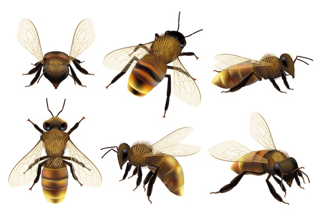 Honigbiene realistisch. Verschiedene Wildtiergefahr Insekten fliegen Wespe natürliche botanische Fauna Nahaufnahme Bilder von Biene.