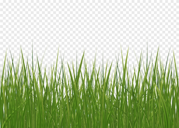 horizontaler grüner Rasen des Grases isoliert