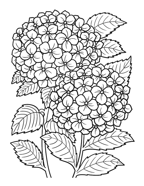 Vektor hortensie-blumen-malseite für erwachsene