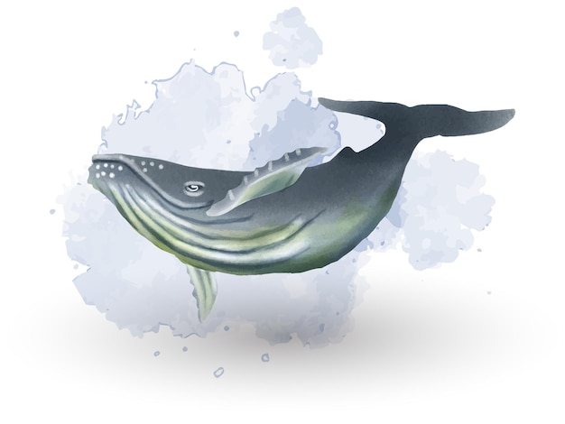 Vektor hübsche wal-aquarell-clipart-illustration