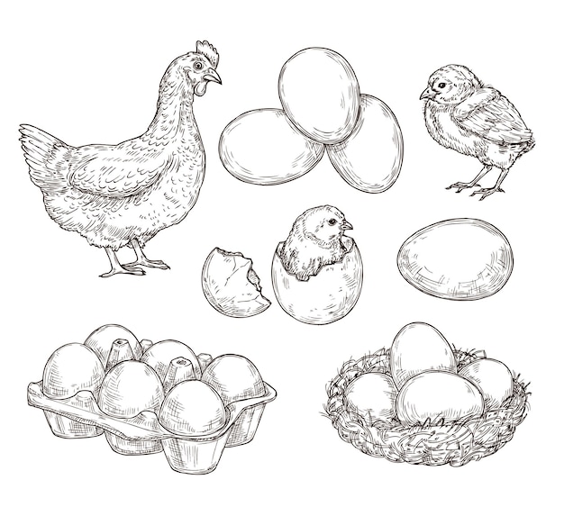 Hühnerskizze Gesunde natürliche Bauernhofeier Vintage handgezeichnete Henne Vogel kleines Kükennest Isolierte rustikale Produkte Vektorillustration Henne und Notgroschen Bauernhof und Huhn