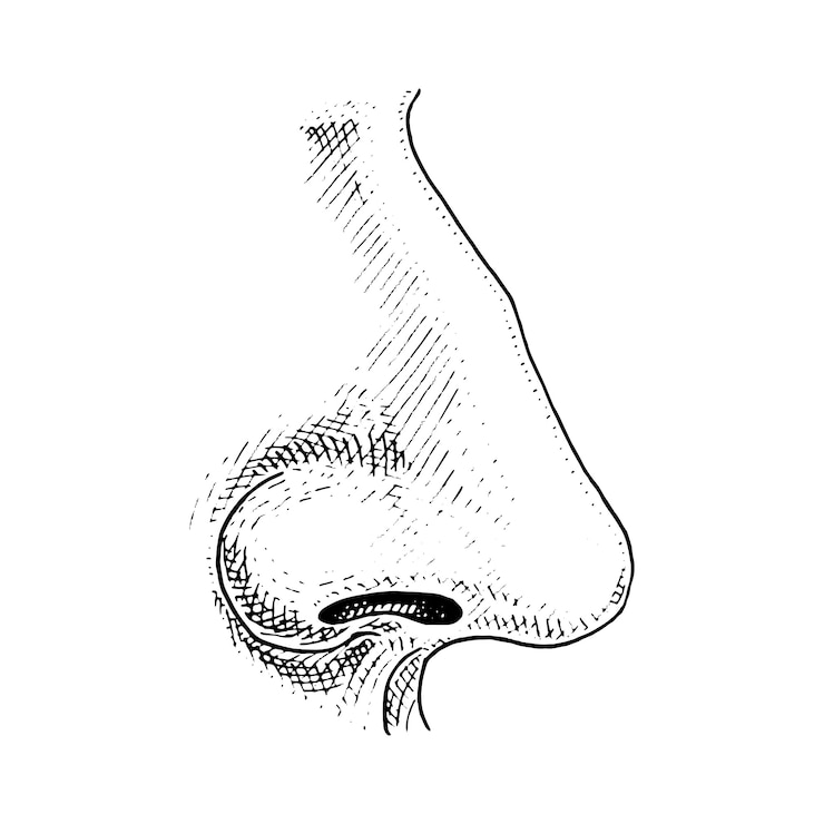 Vektor humanbiologie, illustration der organanatomie. gravierte hand gezeichnet in der alten skizze und im vintage-stil. gesicht detaillierte nase.