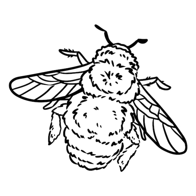 Hummel-cartoon-symbol fruchtumriss comic-stil insektenbild handgezeichnete isolierte lineart-illustration für drucke entwirft karten web-mobile