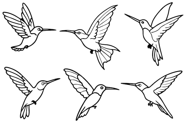 Hummingbird-Linienkunst