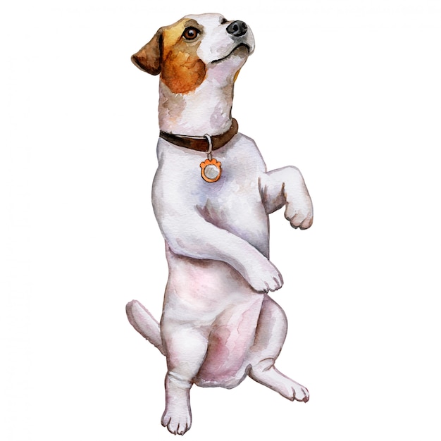 Hund jack russell