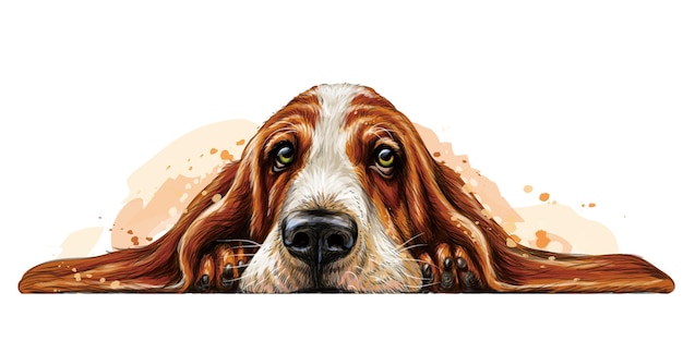 Vektor hunderasse basset hound der aufkleber an der wand in form einer farbkunstzeichnung eines porträts