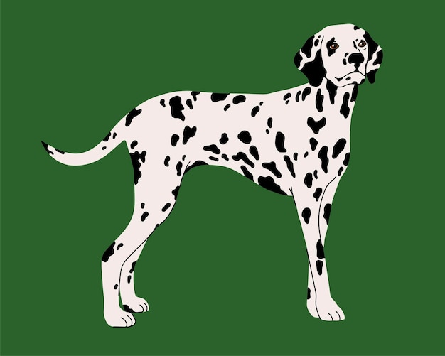 Hunderasse dalmatiner vektor flache illustration isoliert auf grünem hintergrund