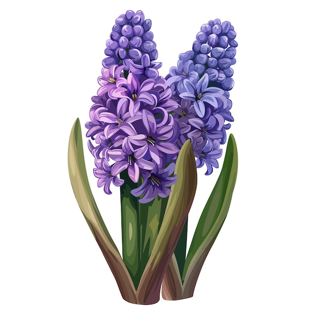 Vektor hyacinthblüten