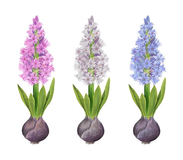 Vektor hyacinthblumen mit zwiebeln aquarell-handgezeichneter illustration frühlingsblumen clipart-elemente
