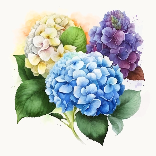 Vektor hydrangea-blumen-aquarell-farbsammlung