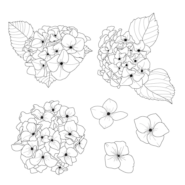 Hydrangea flower draw doodle schwarz-weiß-linie