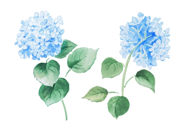 Vektor hydrangea-logo modische botanische elemente handgezeichnete linienblätter und blüten hydangea-blumen