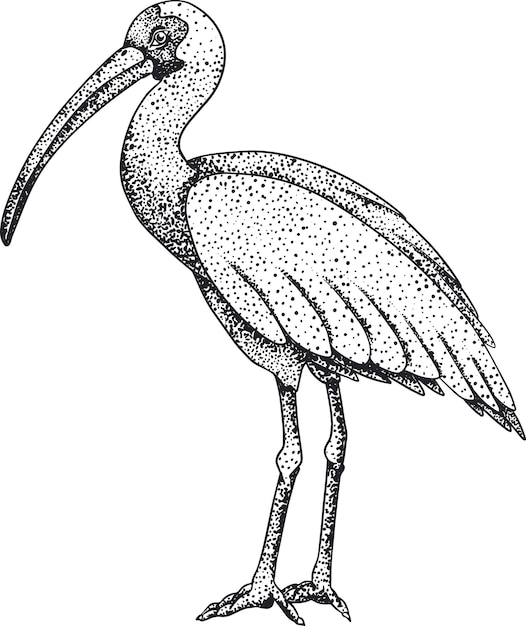 Ibis. vektorskizze eines handgezeichneten vogels.