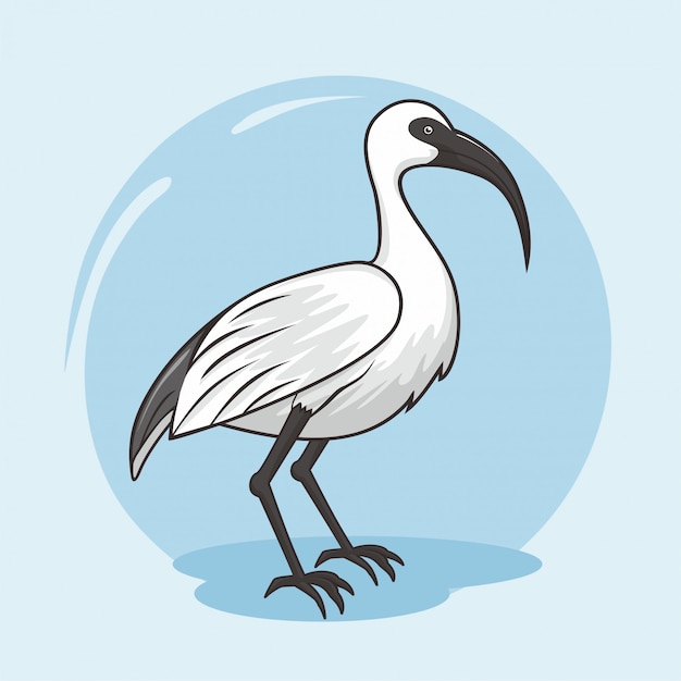 Ibis-vogel-karikatur-tiere