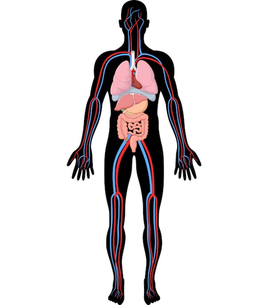 Vektor illustration der anatomie des menschlichen körpers