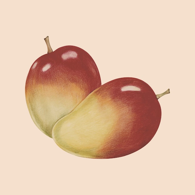 Illustration der Aquarellart der tropischen Frucht