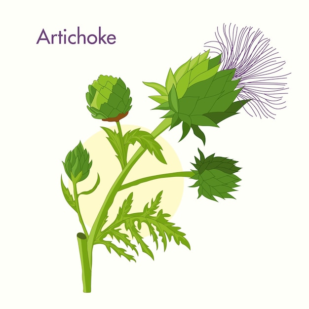 Vektor illustration der artischockenpflanze