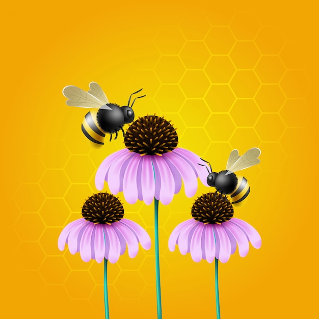 Illustration der Bienenbestäubung auf Echinacea-Blume.