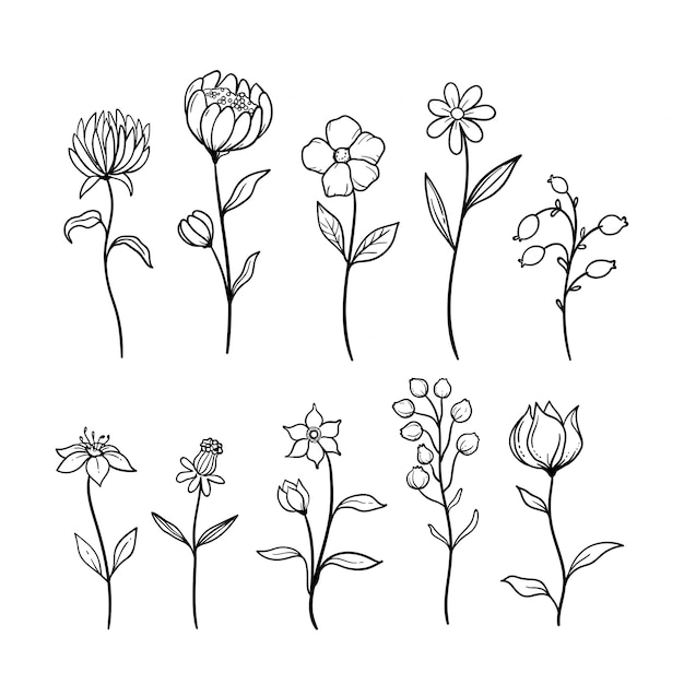 Illustration der floralen natur