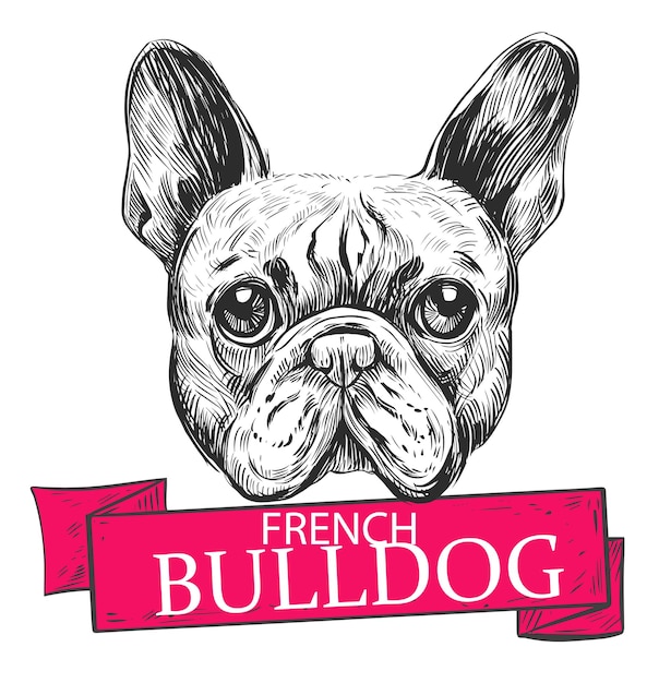 Illustration der französischen bulldogge. hand gezeichnete illustration lokalisiert auf weiß