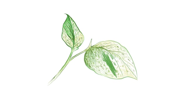 Illustration der goldenen Pothos- oder Efeu-Arumpflanze