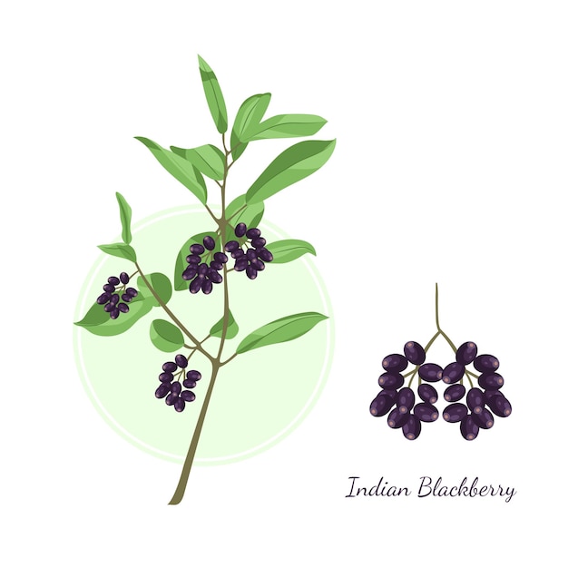 Vektor illustration der indischen schwarzbeerenpflanze