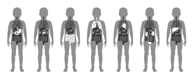 Vektor illustration der inneren organe des kindes im körper des jungen