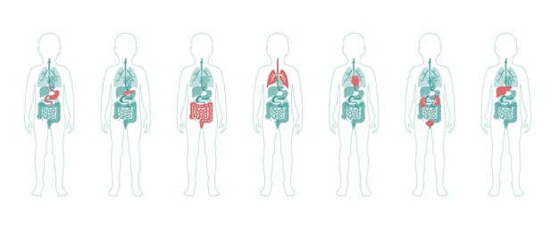 Illustration der inneren organe des kindes im körper des jungen