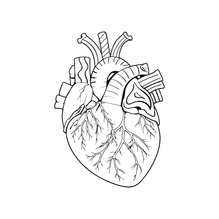 Vektor illustration der menschlichen herzlinie