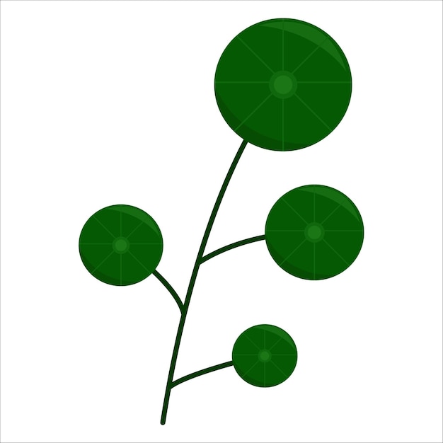 Illustration der Pflanze