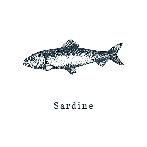 Vektor illustration der sardinen-sardellen-fischskizze im vektor gezeichnete meeresfrüchte im gravurstil