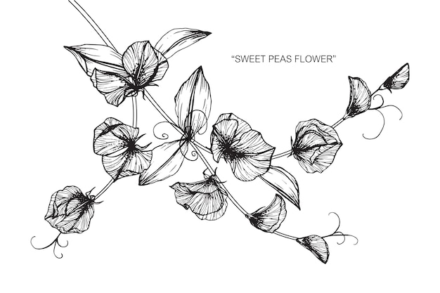 Illustration der süßen erbsenblumenzeichnung.