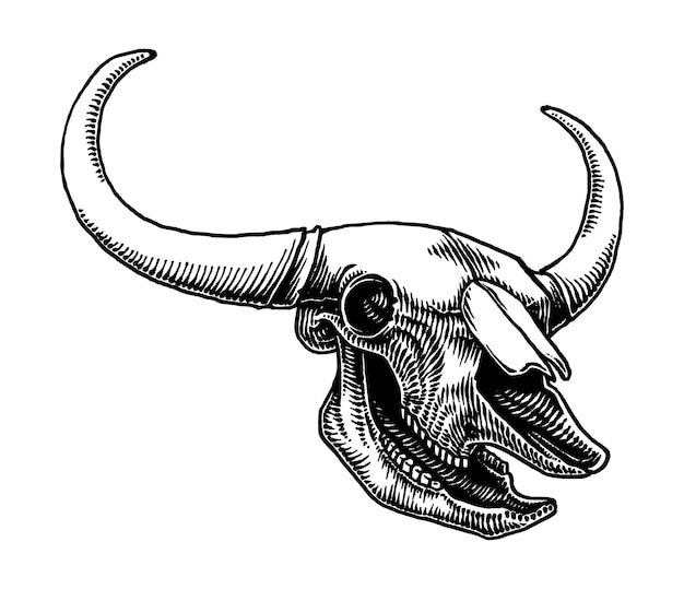 Illustration des bisonschädels