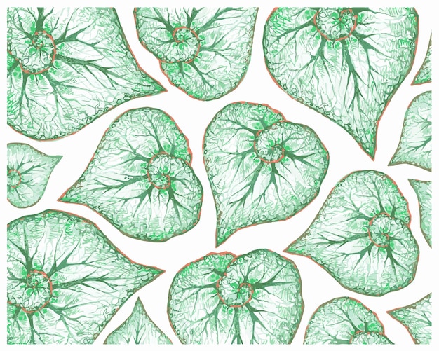 Illustration des frischen grünen begonia leaves-musters