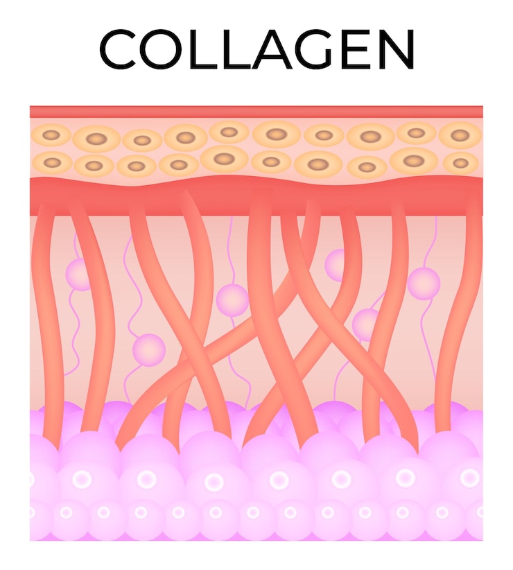 Vektor illustration des kollagenvektors