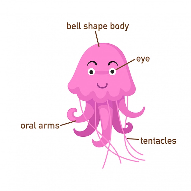 Vektor illustration des quallenvokabularteils des körpers vektor