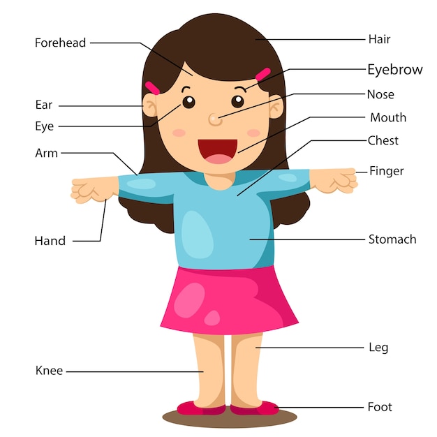 Illustration des teils des körpermädchens