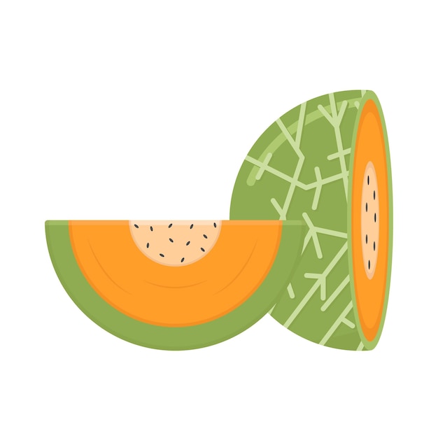Vektor illustration einer melone