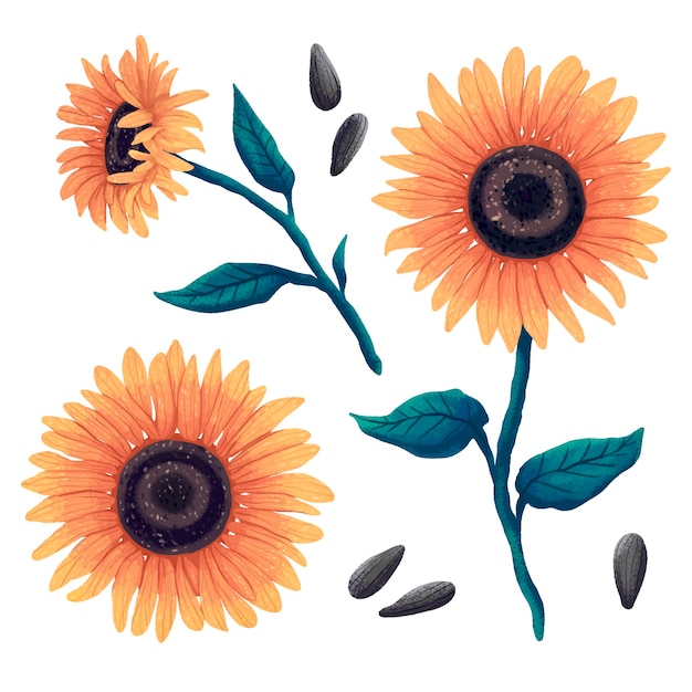 Illustration einer Sonnenblumenblume in drei Winkeln, Blätter und Stiel einer Sonnenblume und Sonnenblumenkerne
