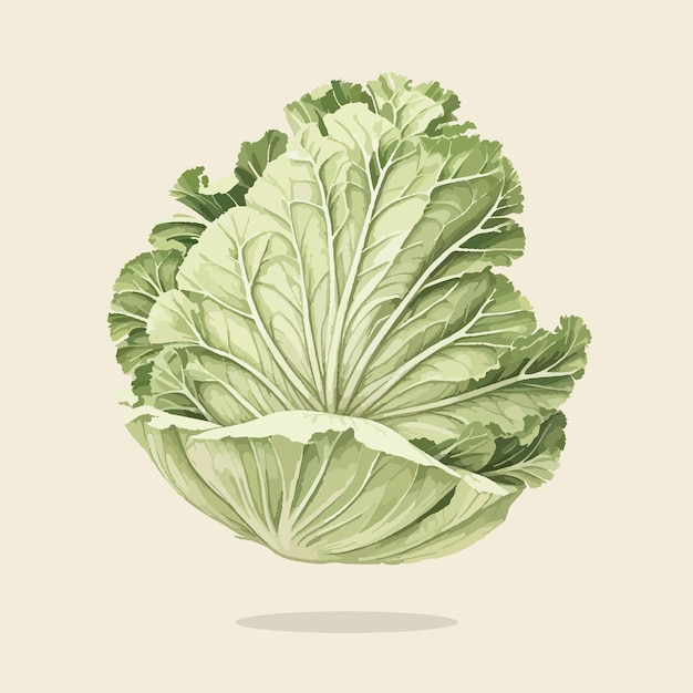 Illustration eines vintage-gemüses cabbage01