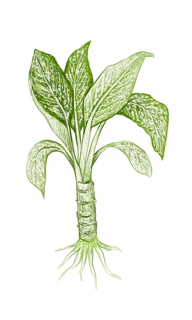 Vektor illustration frische aglaonema- oder dieffenbachia-blätter