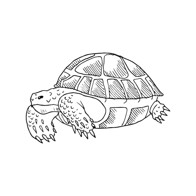 Illustration im art-tinten-stil der schildkröte