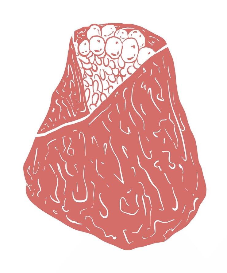 Vektor illustration kunstlinie stempel frucht farbenfrohe malerei pinselzeichnung