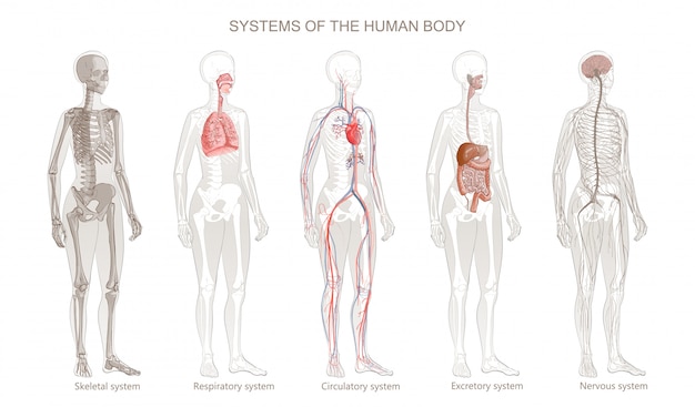 Vektor illustration menschlicher körpersysteme: kreislauf-, skelett-, nerven-, verdauungs-, integumentar-, exokrine, atmungssysteme. in voller länge isoliertes bild der stehenden frau auf weißem hintergrund.