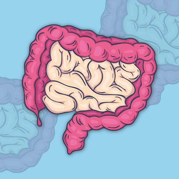 Illustration menschliches Organ