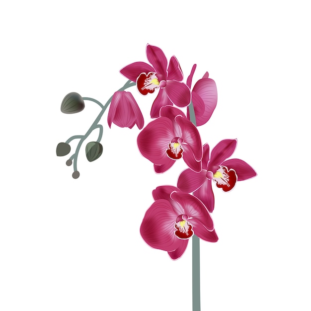 Illustration mit rosa Orchideen. Realistische botanische Abbildung.