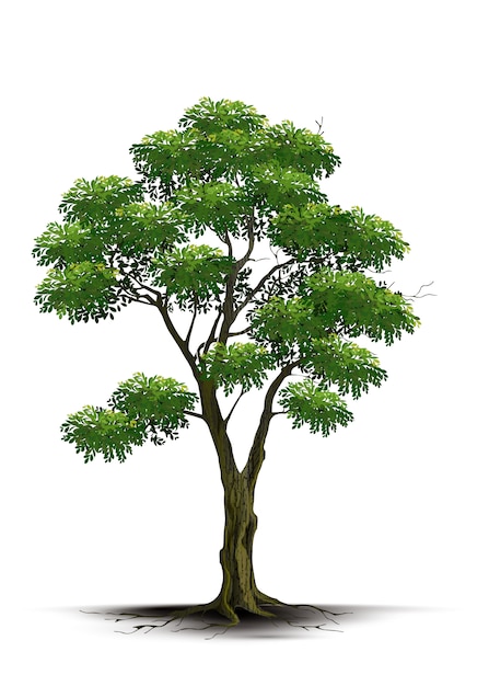 Vektor illustration realistischer baum isoliert