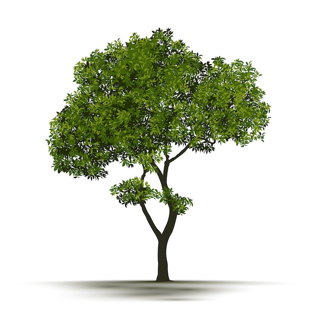 Illustration realistischer Baum isoliert