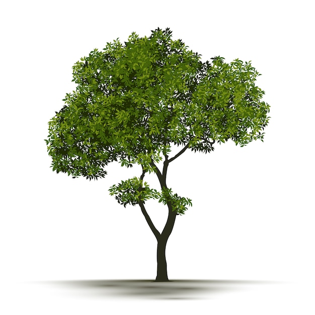 Illustration realistischer Baum isoliert