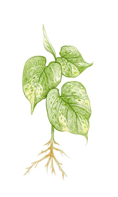 Illustration von Golden Pothos oder Ivy Arum Plant